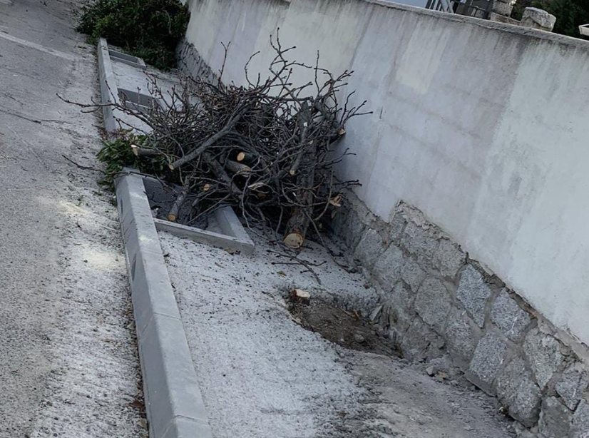 GANEMOS VUELVE A RECLAMAR UN PROTOCOLO PARA LA PROTECCIÓN DEL ARBOLADO URBANO