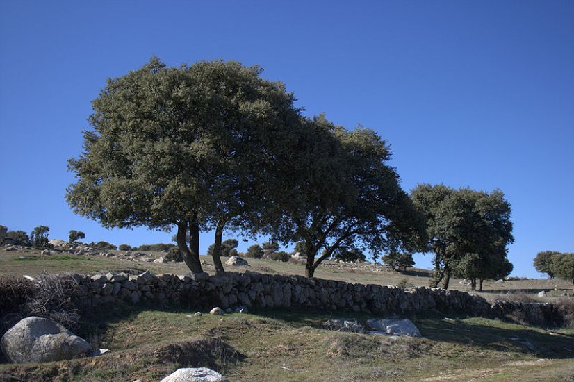 Ganemos insiste en la necesidad de recuperar los muros de piedra seca en Colmenar