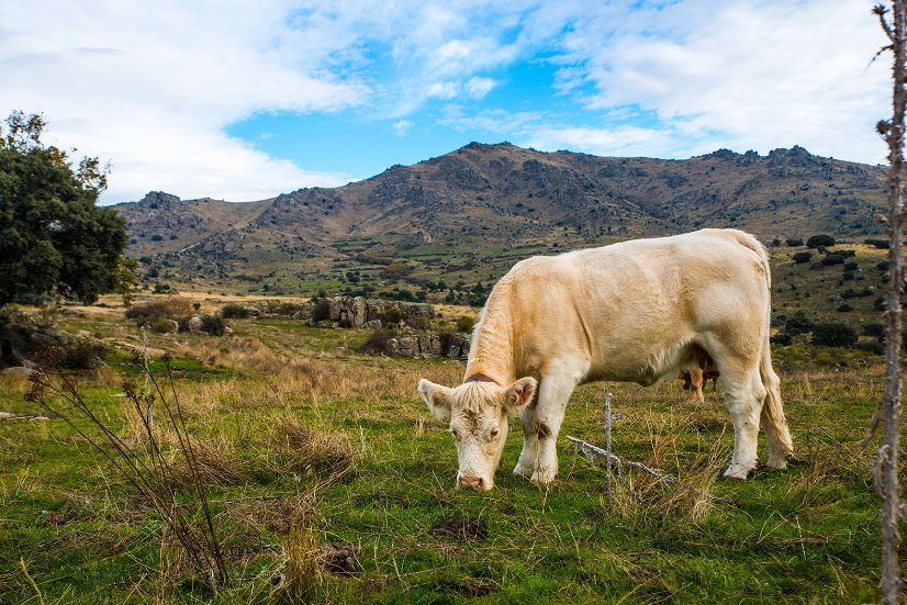 Ganemos propone que Colmenar Viejo rechace el acuerdo comercial UE-Mercosur